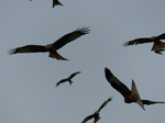 FZ015279 Red kites (Milvus milvus).jpg